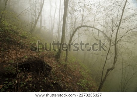 Mystical morning in the forest and mystical trees