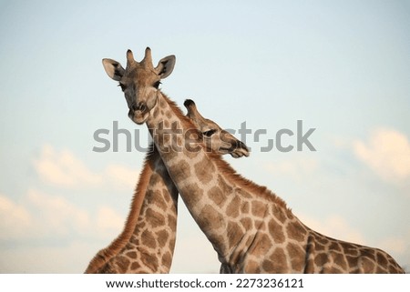 portrait image of two giraffe heads with crossed neck, blue sky background
