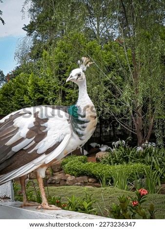 A peafowl bird is perched on a wooden fence 