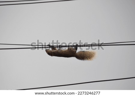 squirrel walking on electric cables,A squirrel running on the electric wire. City life animal concept.A cute squirrel walks alone,a squirrel walking on the power lines.selective focus.