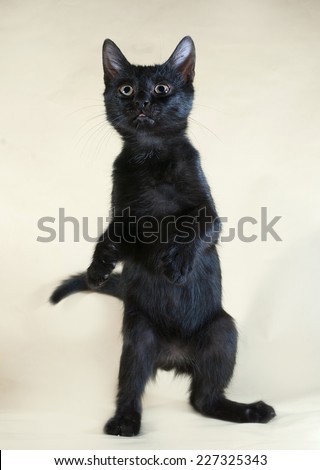Black kitten standing on hind legs on yellow background