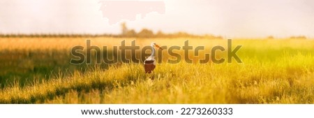 Adult European White Stork Standing In Green Summer Grass. Wild Field Bird In Sunset Time. Sun Shining With Sun Rays. Panoramic View. Royalty-Free Stock Photo #2273260333