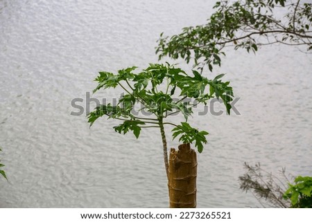 papaya tree with river water in the background, picture taken during the day