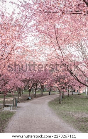 Picture of the path that leads through the cherry blossom tree park with a lot of pink flowers.