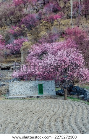 Spring nature pictures tree's blossomed with beautiful environment