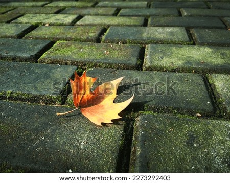 Single autumn maple leaf on ground