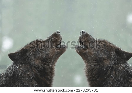 two canadian wolves howl in bad weather in winter