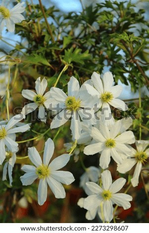 Clematis Early Sensation, climbing clematis with white flowers early in spring Royalty-Free Stock Photo #2273298607