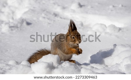 Eurasian squirrel (Sciurus vulgaris) eating a hazelnut in a winter forest. Royalty-Free Stock Photo #2273309463