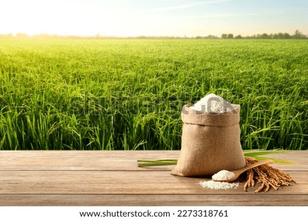 White rice and paddy rice with rice plant background. Royalty-Free Stock Photo #2273318761