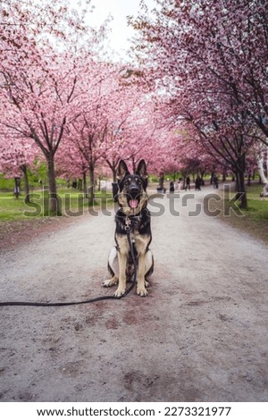 Photo of german shepherd.
Picture with colors.