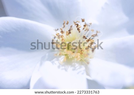 Close-up of a beautiful and tender Cherokee rose Rosa laevigata flower Royalty-Free Stock Photo #2273331763