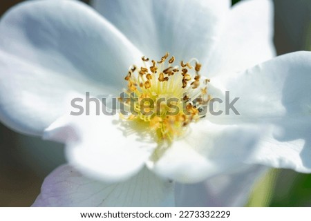 Close-up of a beautiful and tender Cherokee rose Rosa laevigata flower Royalty-Free Stock Photo #2273332229