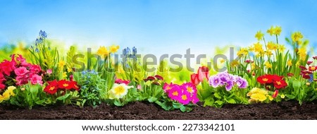 Spring flowers in the garden in front of blue sunny sky Royalty-Free Stock Photo #2273342101