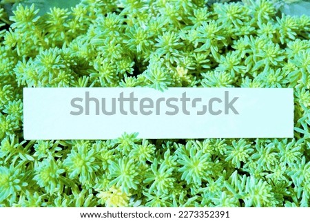 Mockup of an elongated message card with a background of green plump succulent sedum