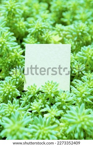 Mock-up of a message card surrounded by thin green sedum leaves all around.