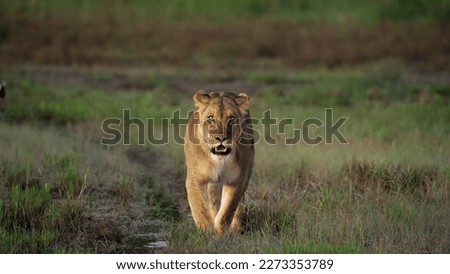 Lion walking in Masai Mara, Kenya