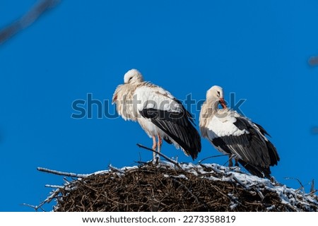storks  in their nest after a snow shower
