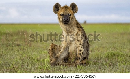 Spotted hyena (Crocuta crocuta) stands in grass, Maasai Mara National Reserve, Narok, Kenya Royalty-Free Stock Photo #2273364369