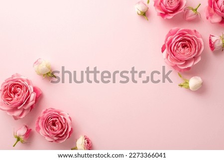 8-march concept. Top view photo of pink peony roses on isolated pastel pink background with copyspace