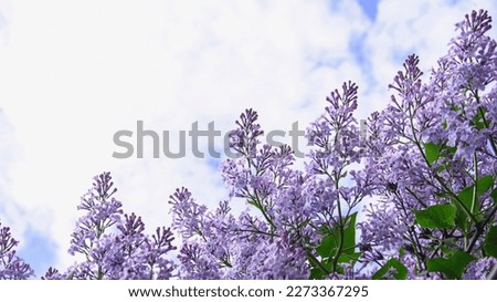 Tree, flowers, flowering trees, beauty, trees in flowers, spring, sun, lilac flowers, many flowers, park, garden, lilac, pear, romance, tenderness, love, affection, flowering tree Royalty-Free Stock Photo #2273367295