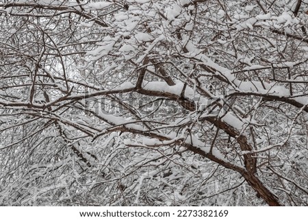 branches of a tree in winter covered by snow