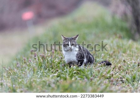 Domestic tiger cat walking on green grass