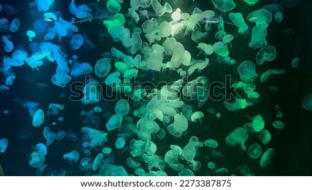 Beautiful of jellyfish in the world, picture of thailand,life on earth