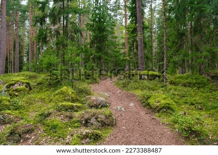 Path in pine forest in Park Mon Repos, Vyborg, Russia. Royalty-Free Stock Photo #2273388487