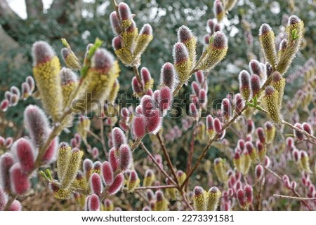 The red catkins of Salix gracilistyla 'Mount AsoÕ.  Royalty-Free Stock Photo #2273391581