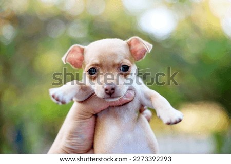 Closeup portrait of small funny beige mini chihuahua dog, puppy