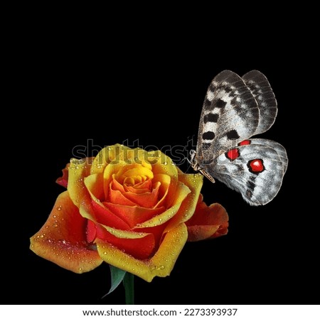 colorful apollo butterfly on bright orange rose in dew drops isolated on black