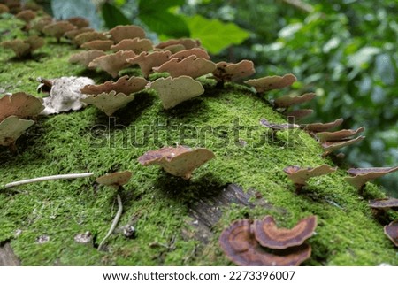 Brown polypore mushroom on the fallen tree tropical forest when rainy season. The photo is suitable to use for nature background, wild life poster and botanical content media.