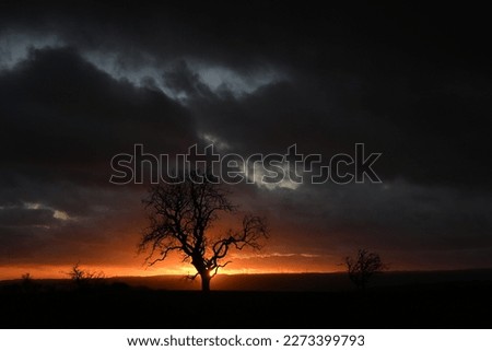 Fiery sunset with bare tree in silhouette against red glowing sky. Pictured in a field near Longhorsley, Northumberland, England