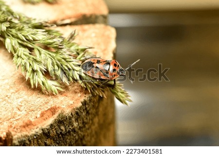 The picture shows a red stink bug with dark spots, which sits on a log.