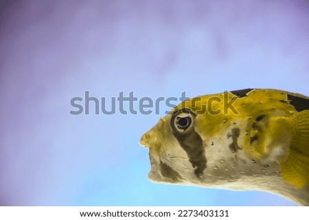 Puffer fish in an aquarium, exotic fish (Arothron hispidus). The face of a fish looks like a human face. Royalty-Free Stock Photo #2273403131
