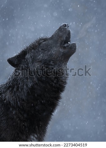 howling black canadian wolf in winter in heavy snowfall