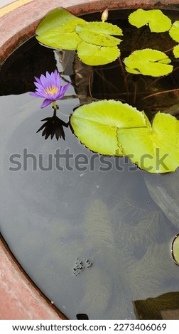 Photo the lotus flower is blooming in the garden