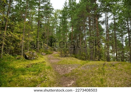 Green glade edge field in mysterious pine forest, Park Mon Repos, Vyborg, Russia. Royalty-Free Stock Photo #2273408503