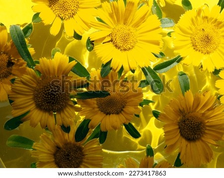 Flowers, flower heads, buds of yellow marigolds in the water. Flat lay.