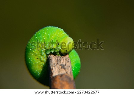 green little caterpillar on a piece of wood