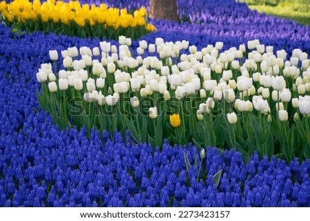 White tulips and blue grape hyacinths (muscari armeniacum) in a park. Yellow and white tulips in selective focus. Royalty-Free Stock Photo #2273423157