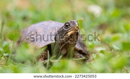 An Eastern Box Turtle Popping up its Head