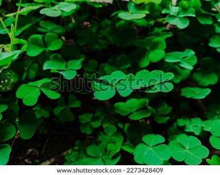 Large green clover leaves field in forest. This mini plant also has beliefs or myths as a bringer of good luck.