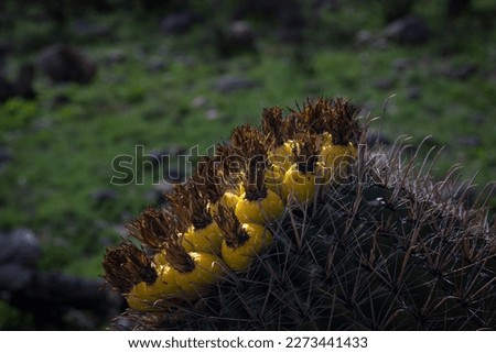THE TOP OF A BLOOMING FISH HOOK BARRELL CACTUS IN TUCSON ARIZONA WITH A BLURRED BACKGROUND