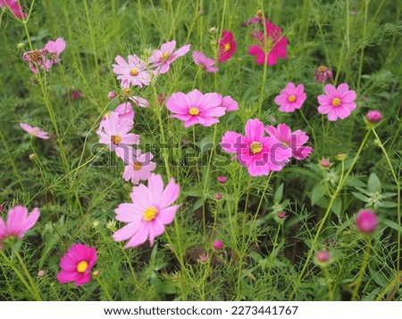 Pink beautiful cosmos or Mexican Daisy  . Scientific name: Cosmos bipinnatus Cav.,  Have light pink, pink,purple, pinkish white has fragile petals of various colors that bloom in the sunlit garden. 
 Royalty-Free Stock Photo #2273441767