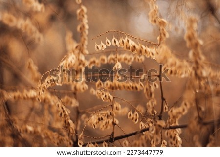 Brown background. Many little seeds on thin twigs. Dry bush in winter. Picture of dry seeds hanging on many thin branches. Dry plant in many shades of brown. Selective focus, coveder seeds.