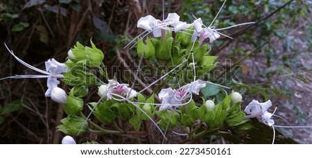 Ghetu flower in springtime.ghetu flower images download.Find Ghetu Flower Springtime stock images in HD and millions of other royalty-free stock photos, illustrations and vectors in the Shutterstock .