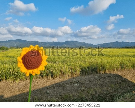 In focus of paddy field at Penang - Malaysia - Balik Pulau with some of paddy field are harvest and out focus of the crochet sunflower at the bottom of the picture
