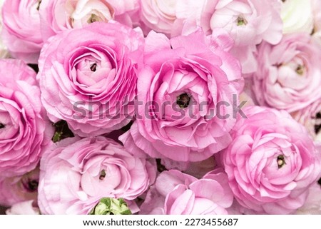 Pink Ranunculus flowers textured background. Summer floral Wallpaper.Selective focus